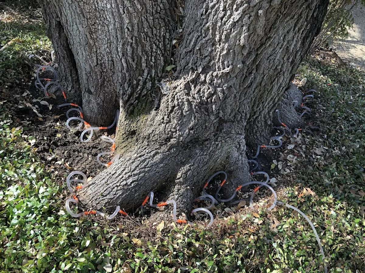 Detailed Tree Cabling and Bracing job site in Lockhart