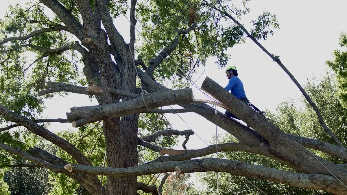 Professional Crown Thinning performed by certified arborists in Lockhart