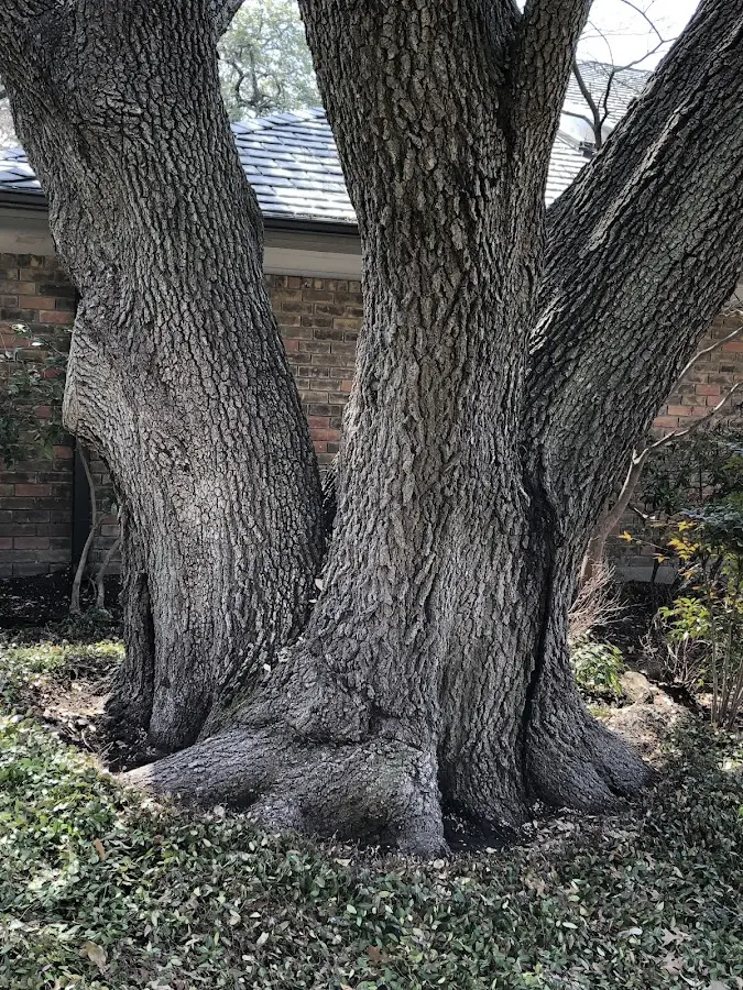 Mature heritage tree close to a Lockhart property cared for by certified arborists